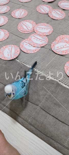 迷い鳥の写真