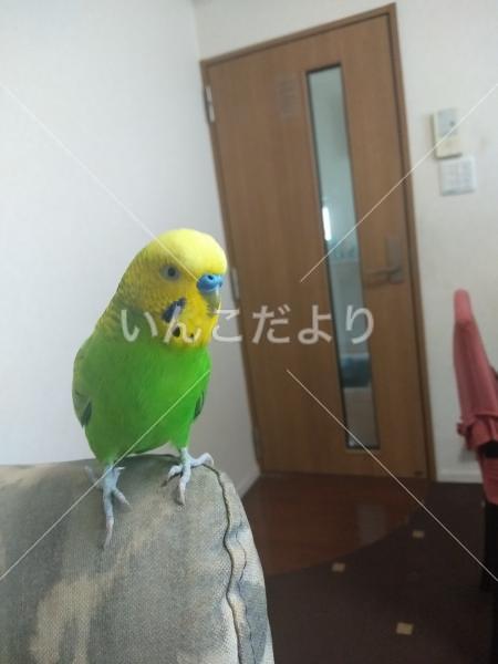 迷い鳥の写真