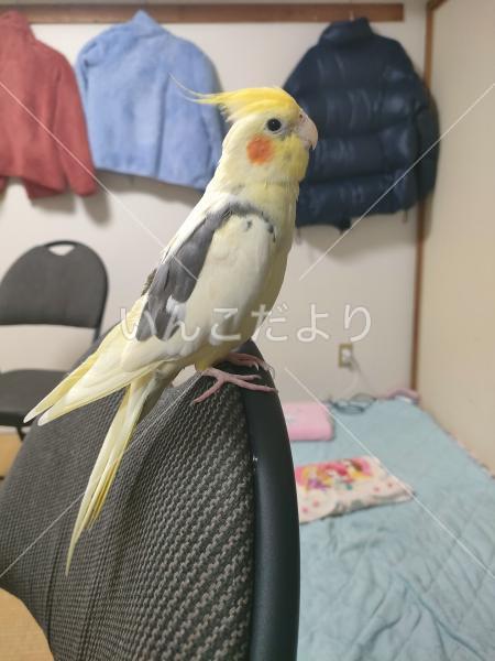 迷い鳥の写真