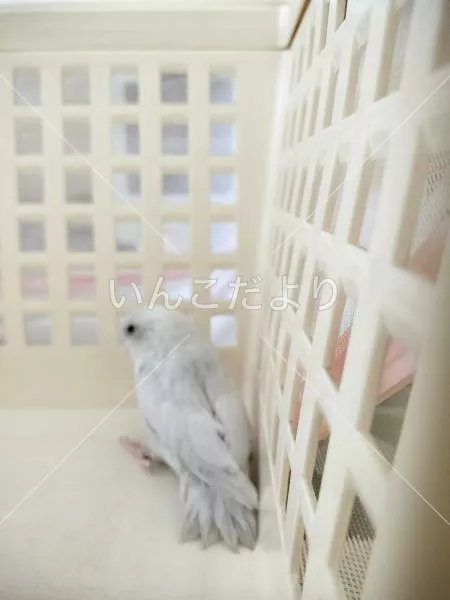 保護鳥の写真