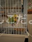 保護鳥の写真