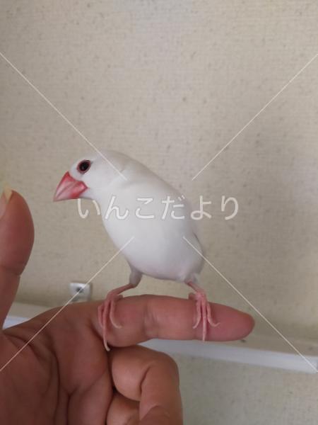 迷い鳥の写真