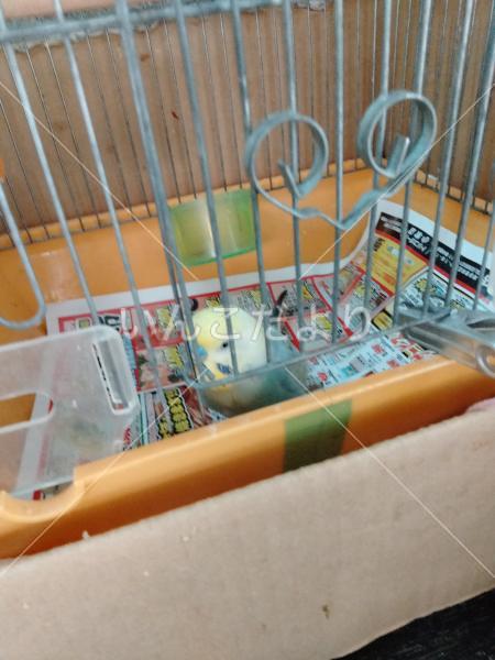 迷い鳥の写真