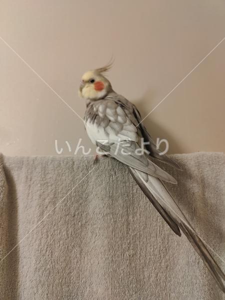迷い鳥の写真