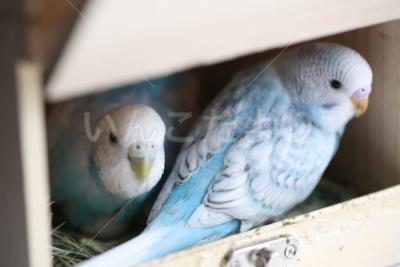 迷い鳥の写真