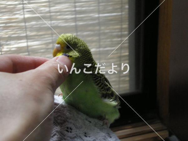 迷い鳥の写真