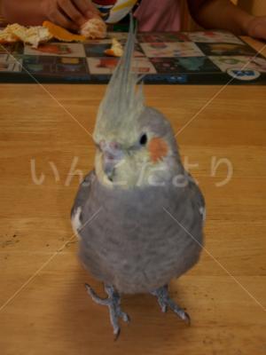 迷い鳥の写真