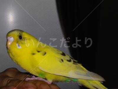 保護鳥の写真