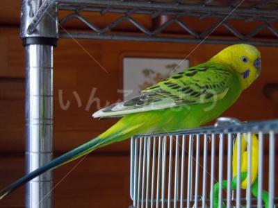保護鳥の写真