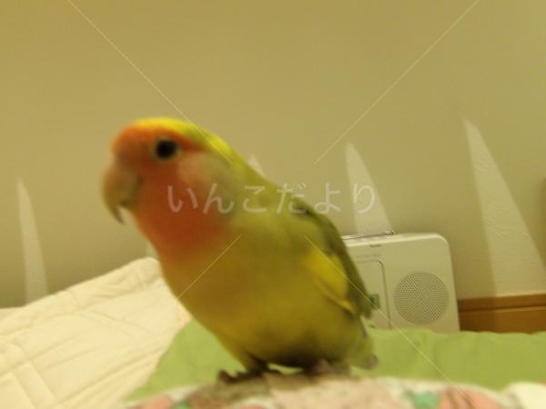 迷い鳥の写真