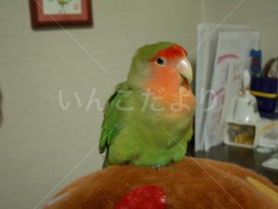 迷い鳥の写真