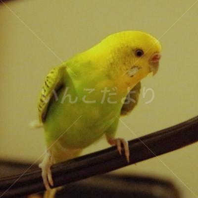 保護鳥の写真