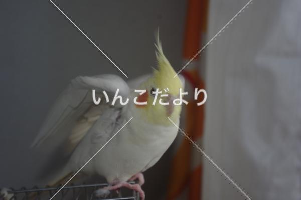 迷い鳥の写真