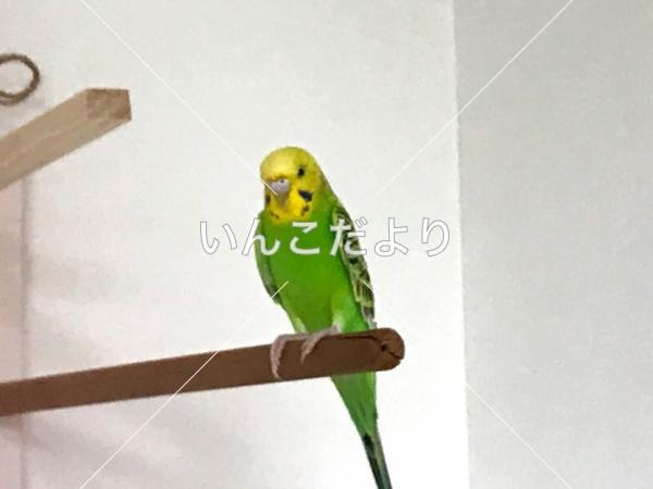 迷い鳥の写真