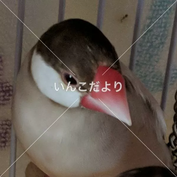 迷い鳥の写真