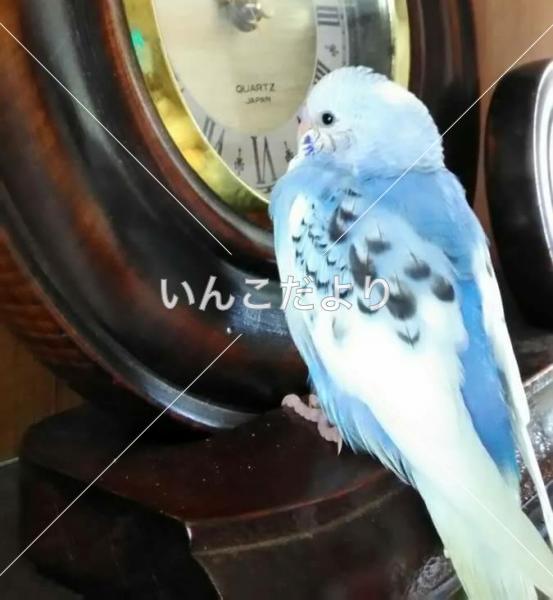 迷い鳥の写真
