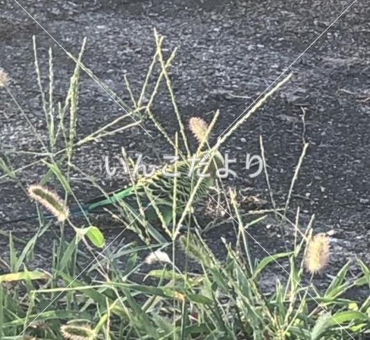 保護鳥の写真