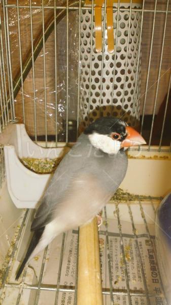 保護鳥の写真