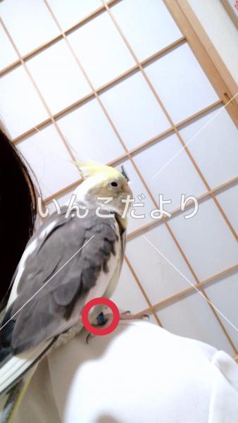 迷い鳥の写真