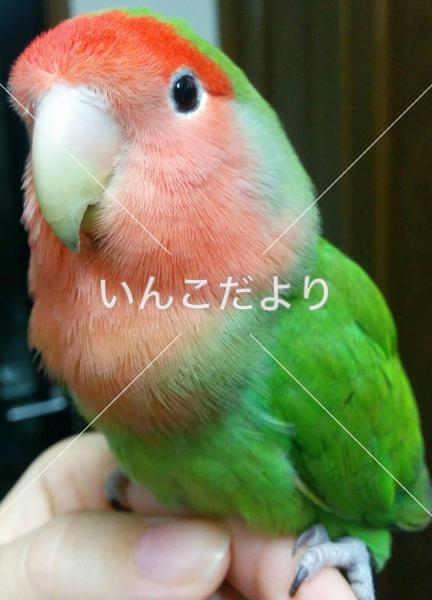 迷い鳥の写真