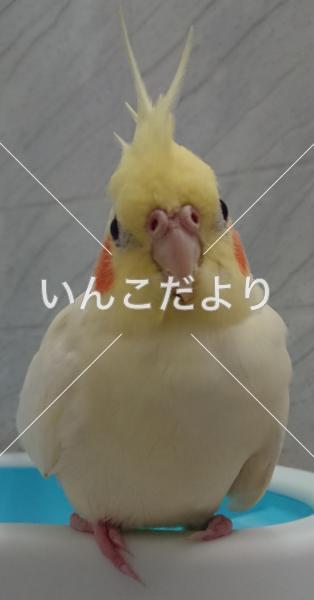 迷い鳥の写真