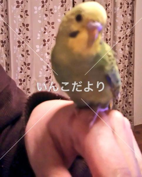 迷い鳥の写真