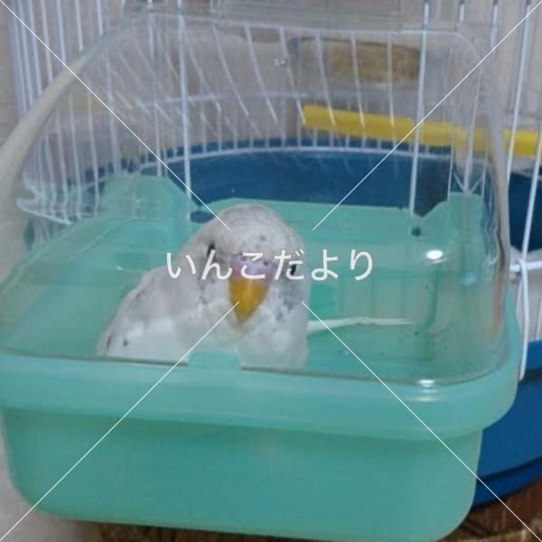 迷い鳥の写真