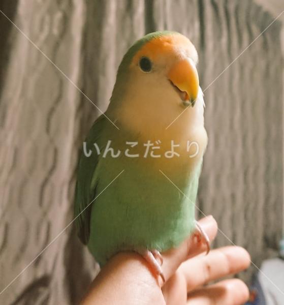 迷い鳥の写真