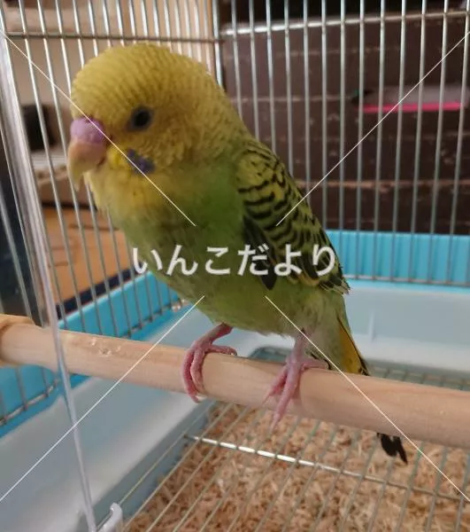 保護鳥の写真