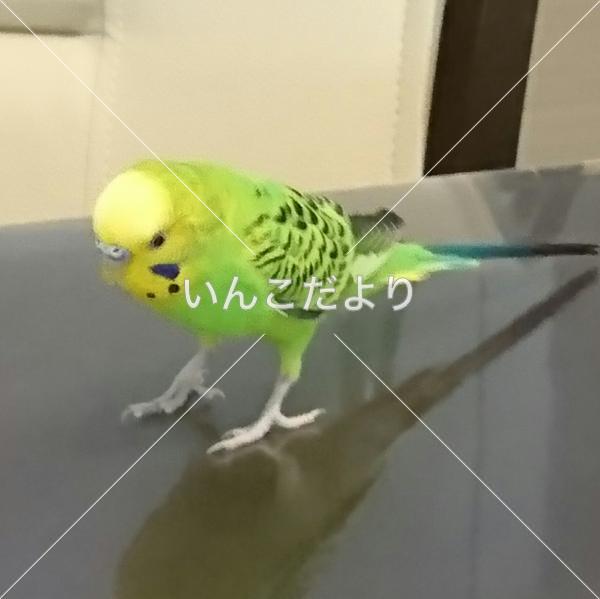 迷い鳥の写真