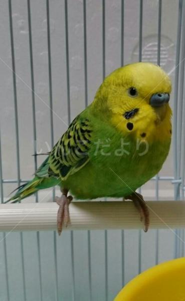保護鳥の写真
