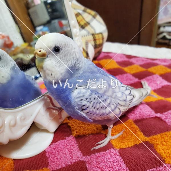迷い鳥の写真