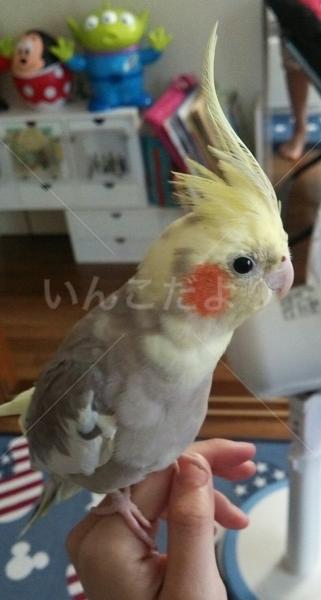 保護鳥の写真
