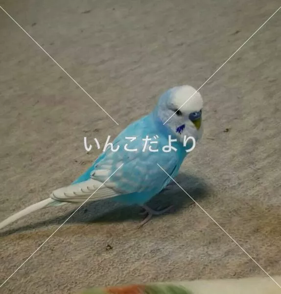 迷い鳥の写真