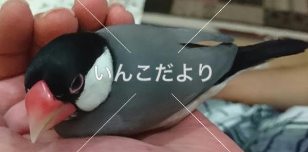 迷い鳥の写真