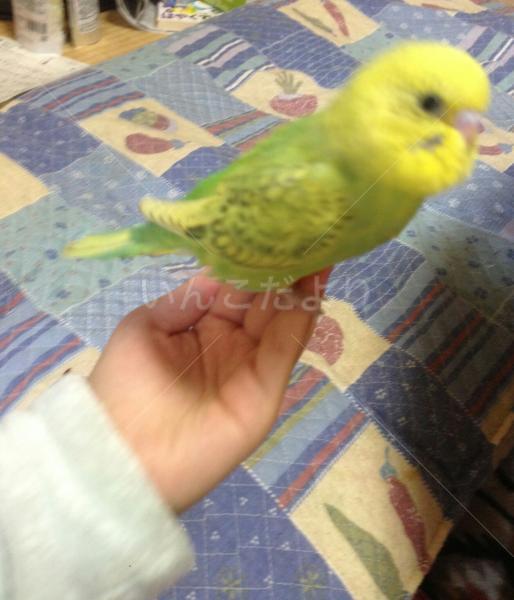 迷い鳥の写真