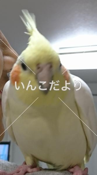 迷い鳥の写真