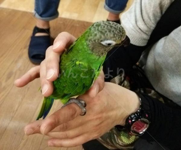 迷い鳥の写真
