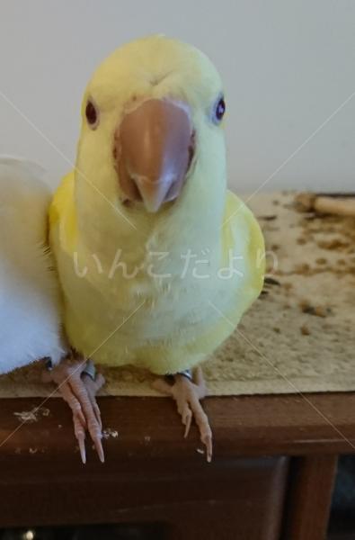 迷い鳥の写真