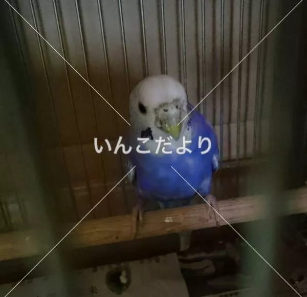 保護鳥の写真