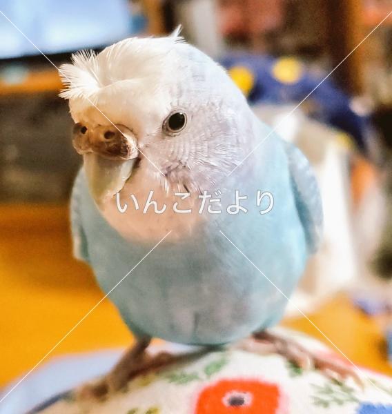 迷い鳥の写真