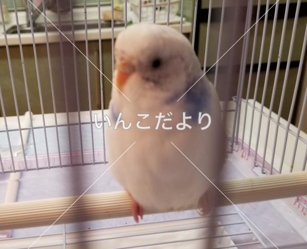 保護鳥の写真