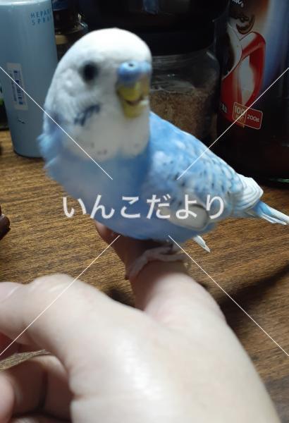 迷い鳥の写真