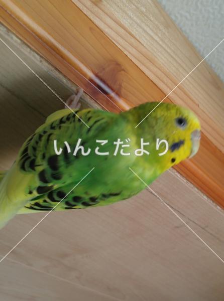 迷い鳥の写真