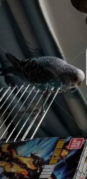 迷い鳥の写真