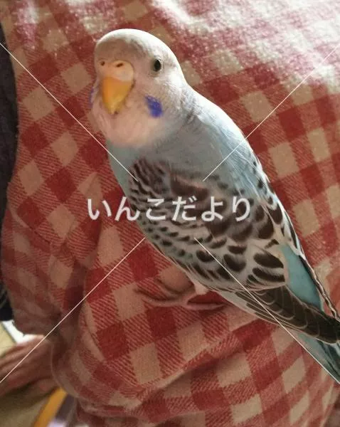保護鳥の写真