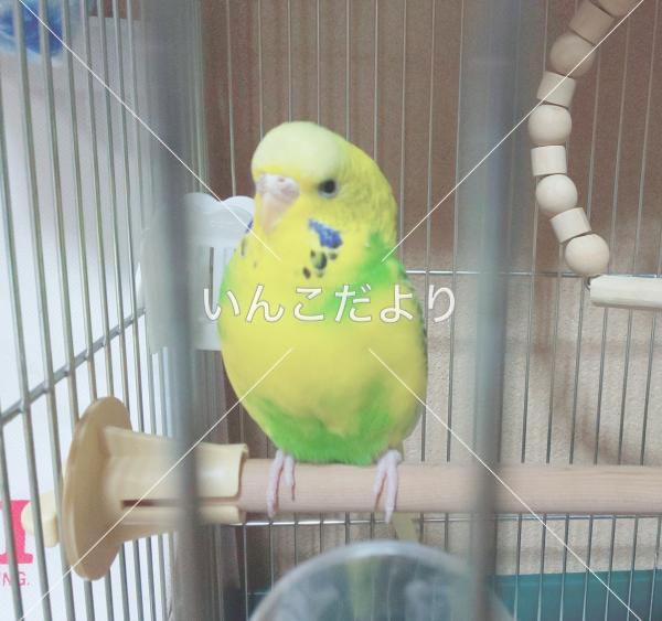 保護鳥の写真