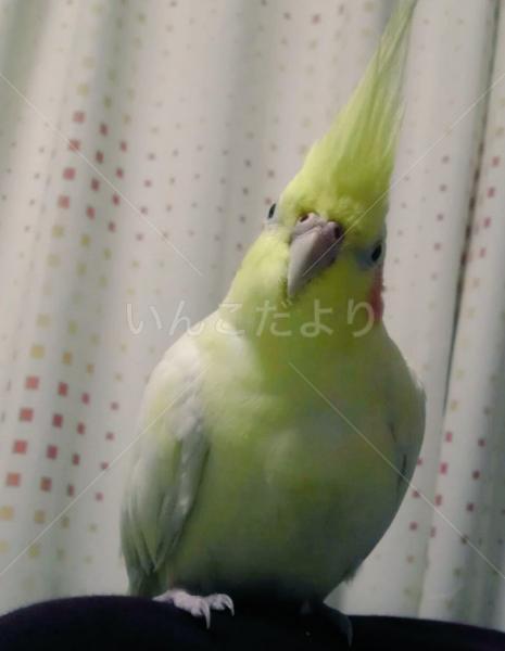 迷い鳥の写真
