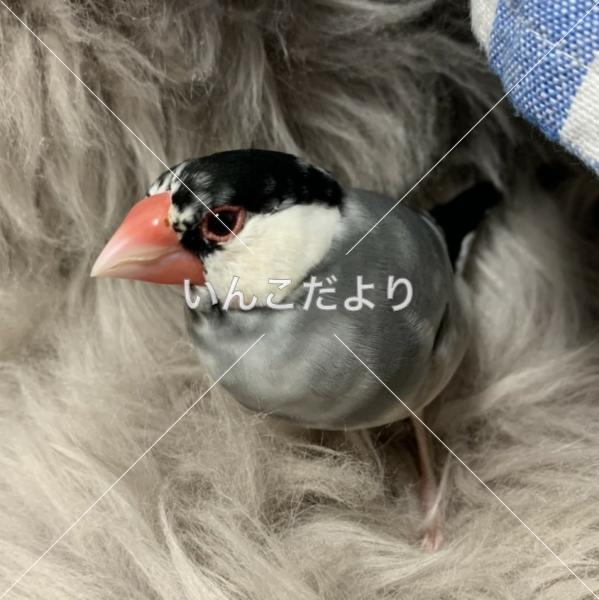 迷い鳥の写真