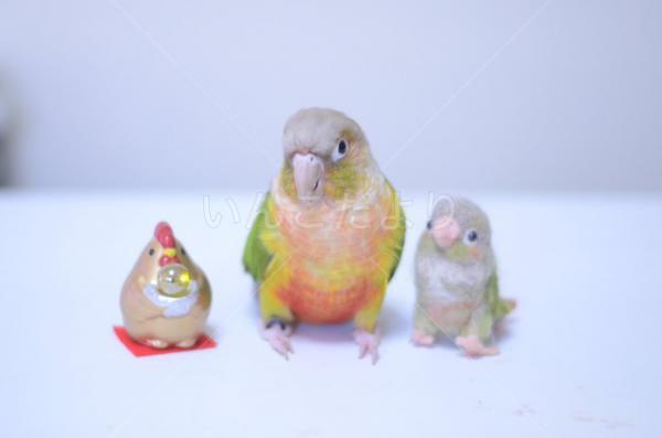 迷い鳥の写真